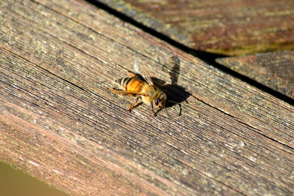 Golden insect sunning on wood