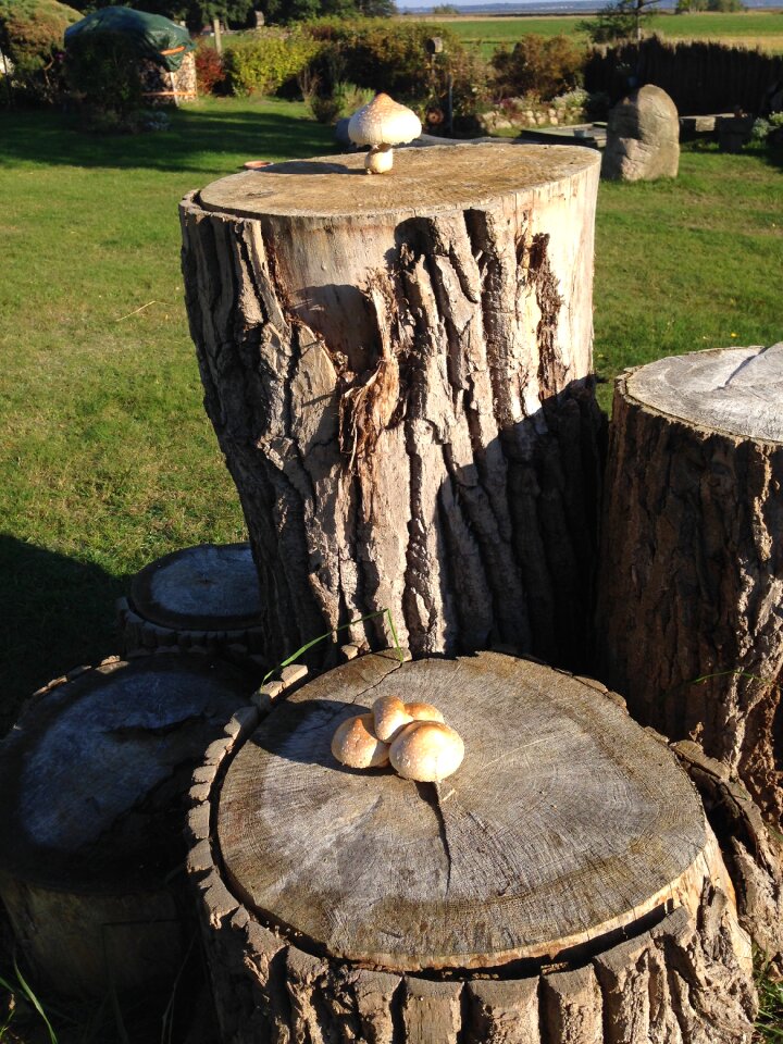 Nature mushrooms log