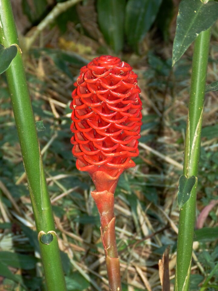 Plant tropical jungle