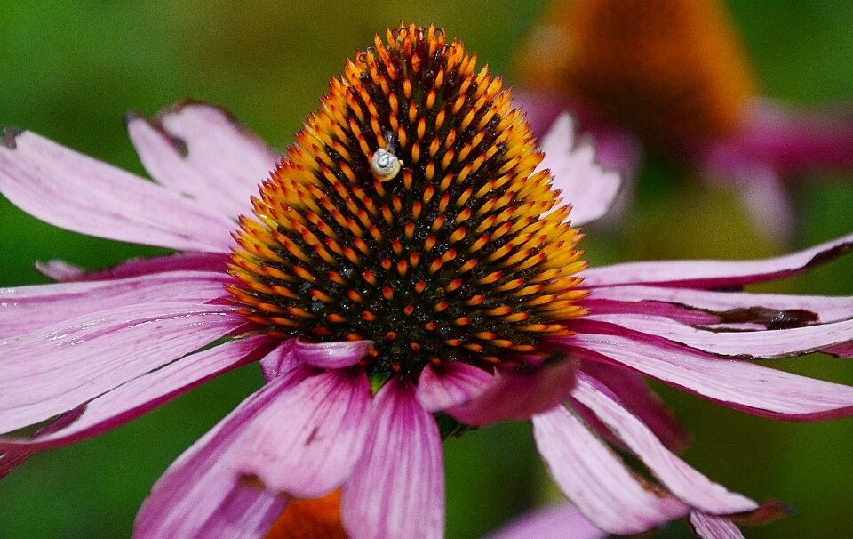 Detail echinacea flora