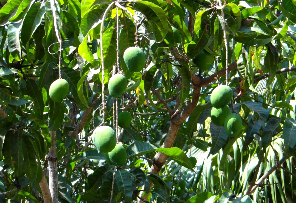 Green growing fruit