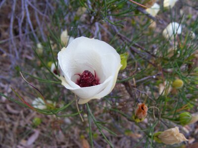 Flower drought outback