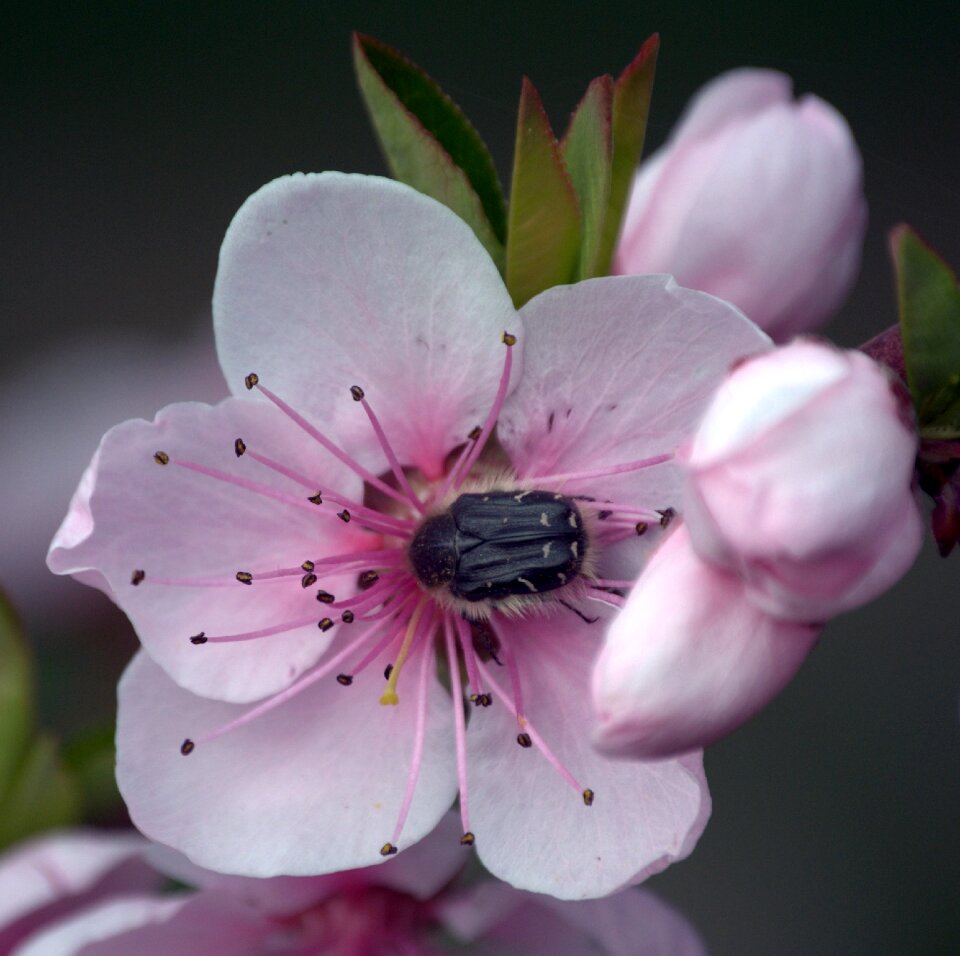Peach insect flowering tree