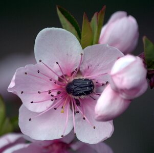 Peach insect flowering tree