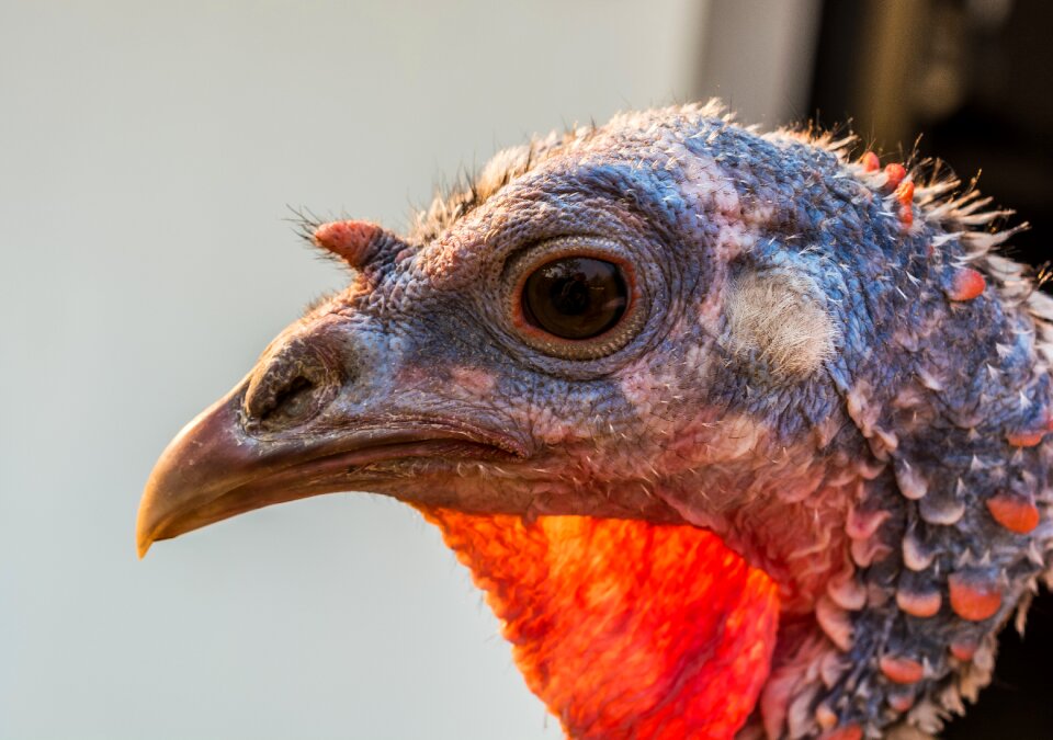 Turkey bird Free photos