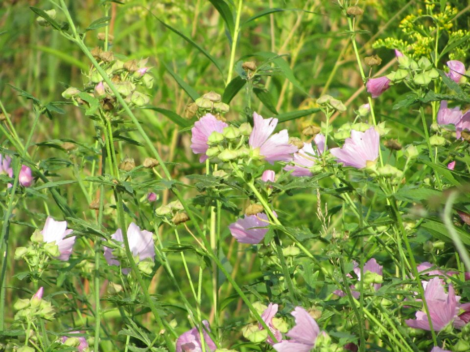 Nature flower pink