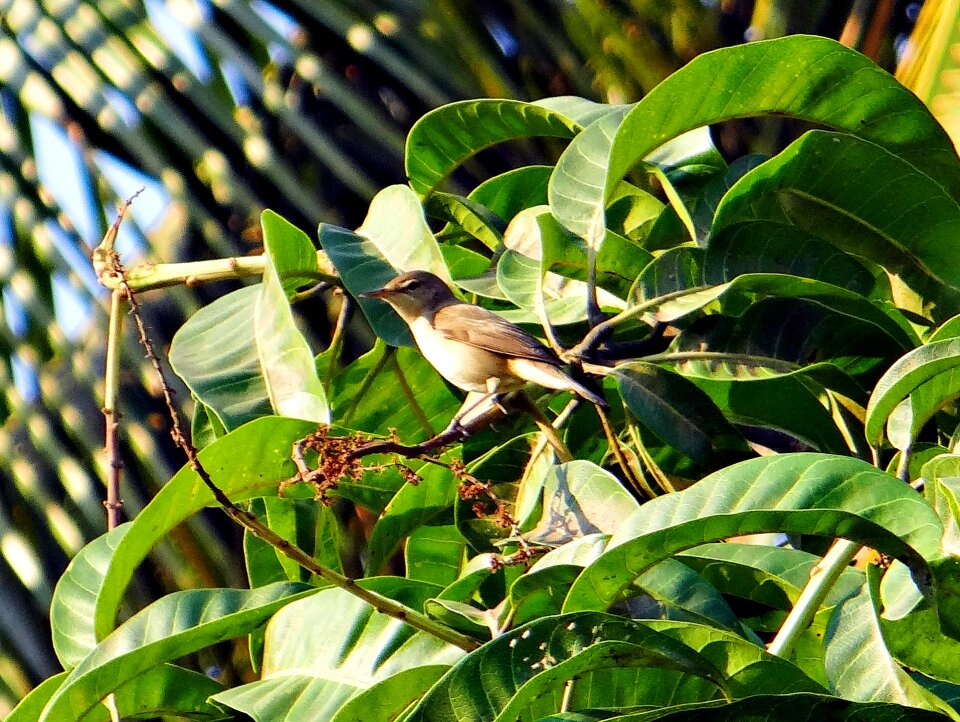 Bird passerine migratory