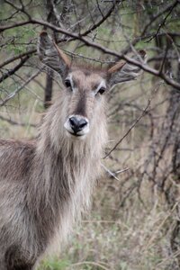 Animal animals animal world