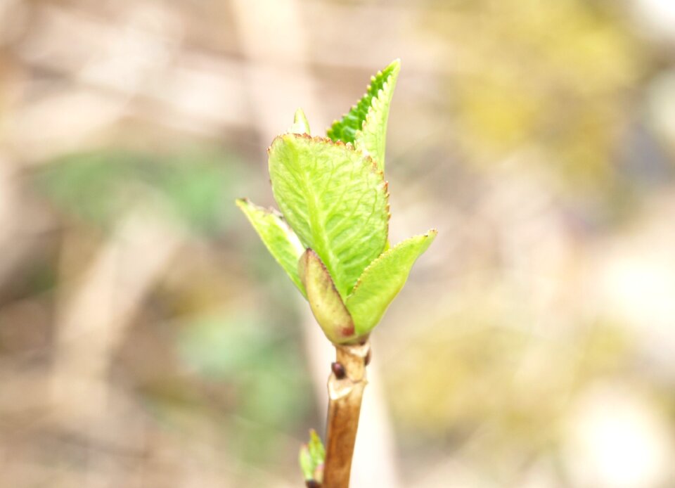 Hydrangea green ornamental shrub