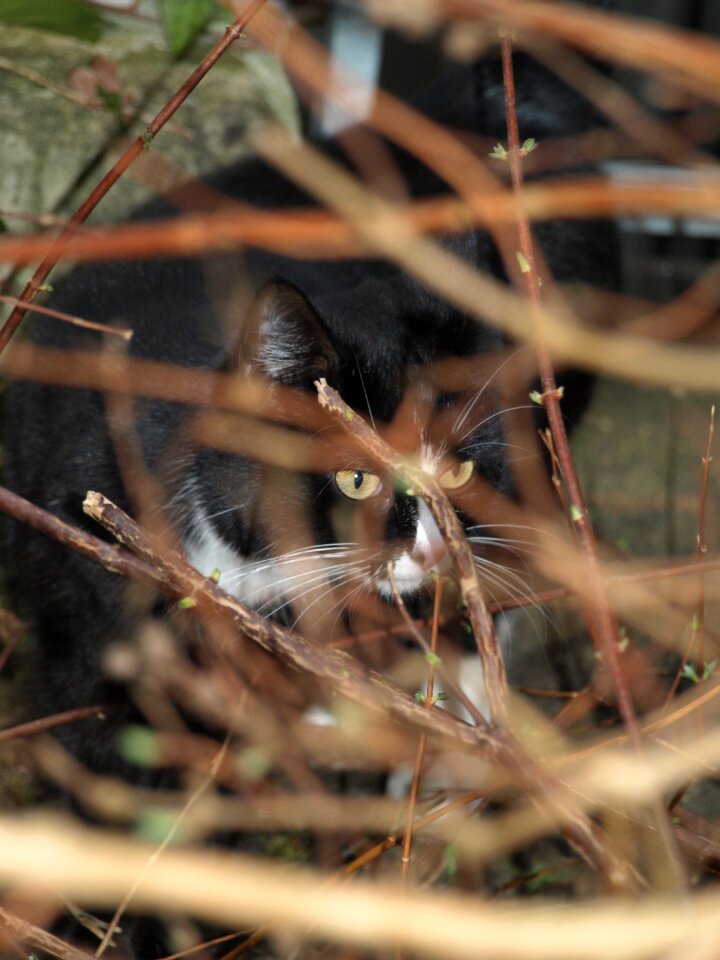 Cat hunting hiding place