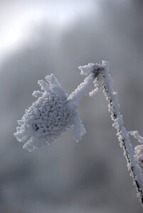 Snow winter plant photo