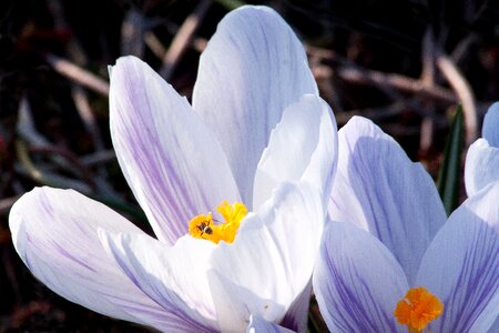 Spring crocus flowers blossom
