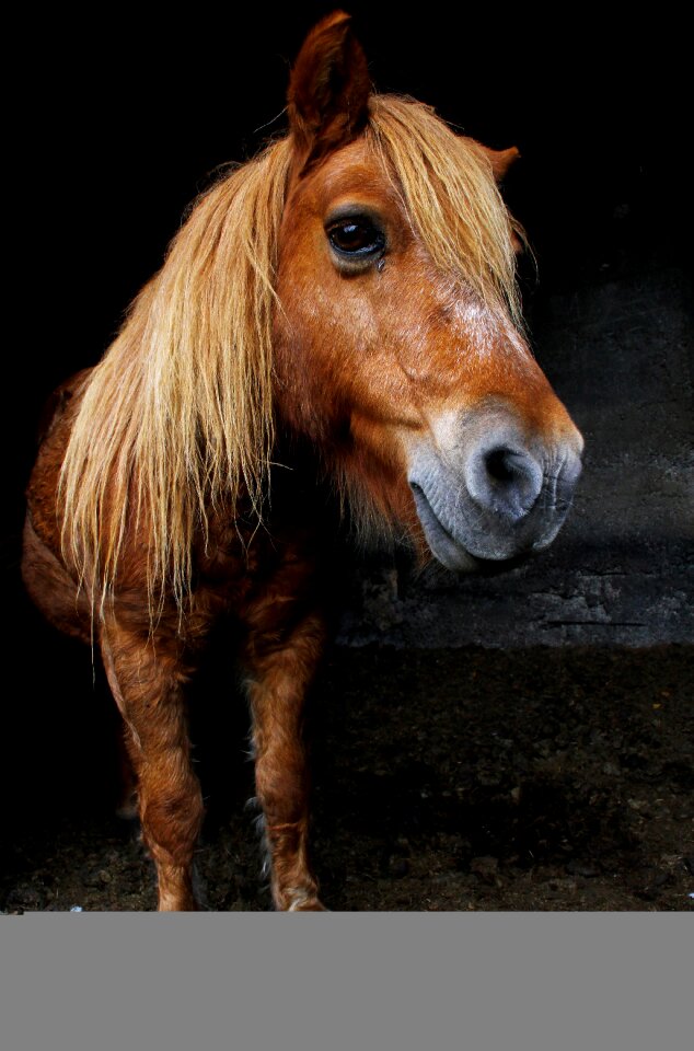 Pony animal black