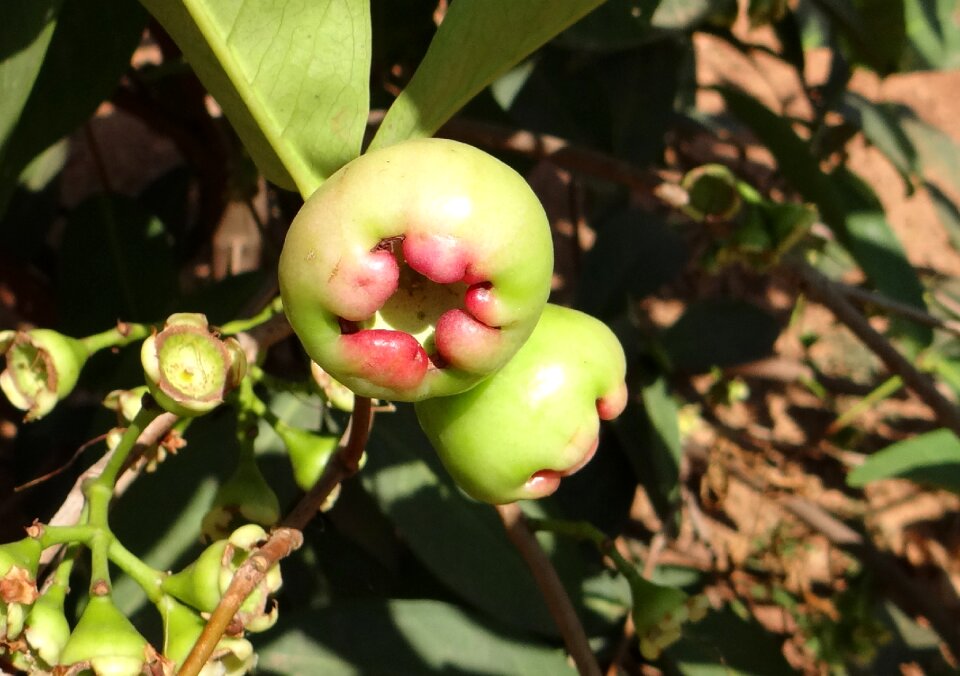 Fruit tropical karnataka