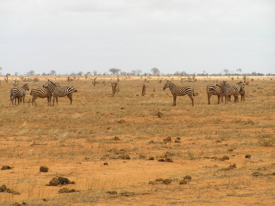 Wild animal africa animal world