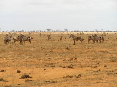 Wild animal africa animal world