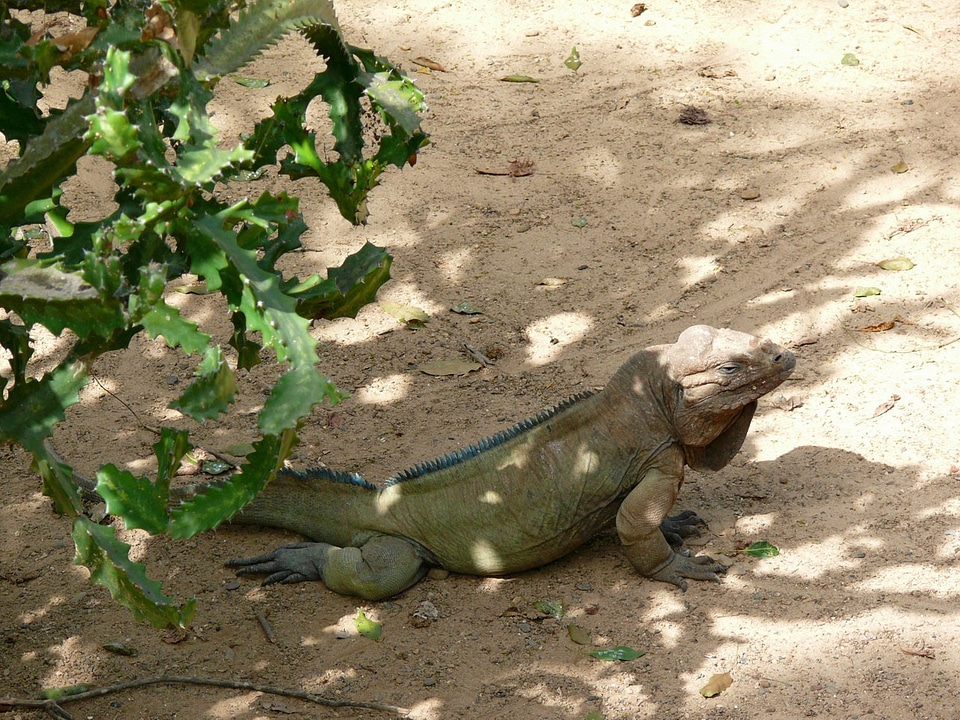 Dominican republic country