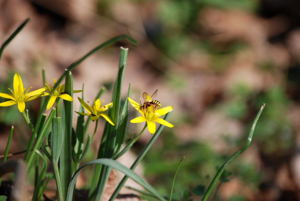 Bee flower flowers
