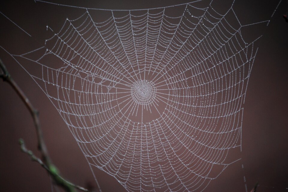 Web winter just add water