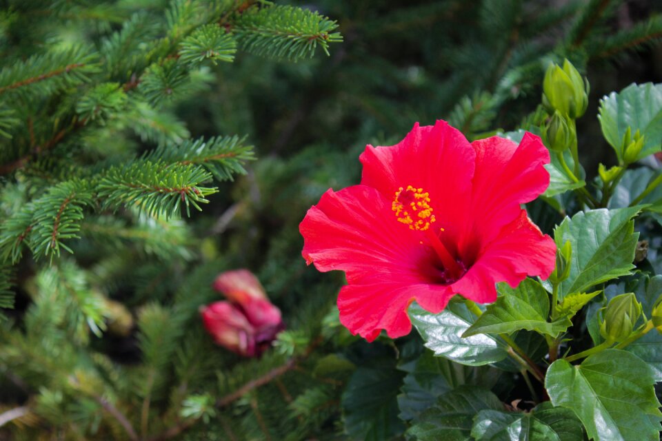 Nature spring hawaii