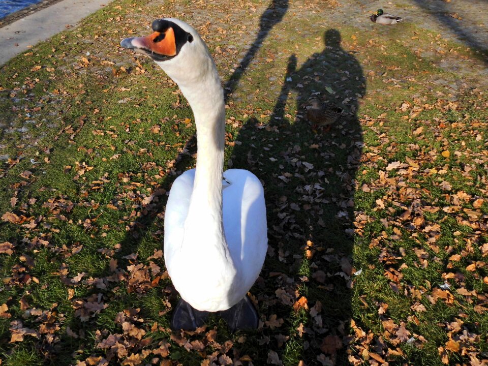 Water bird animal world bank
