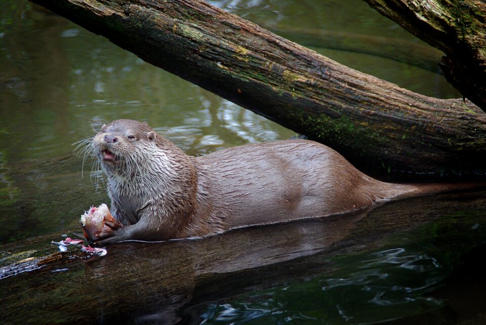 Animal pond zoo