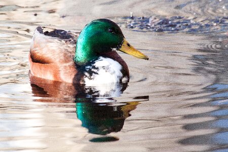 Bill yellow duck