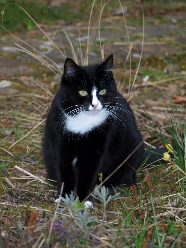 Cat black and white Free photos