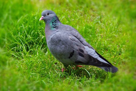 Dove animal nature