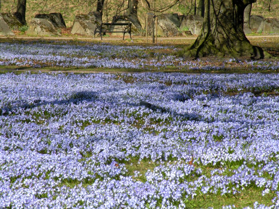 Flowers scilla park