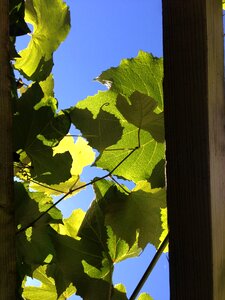 Wine growing grape leaves
