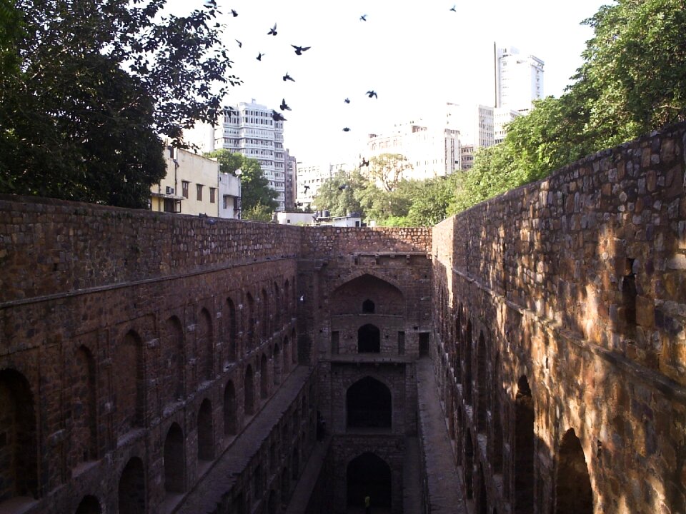 City pigeons delhi