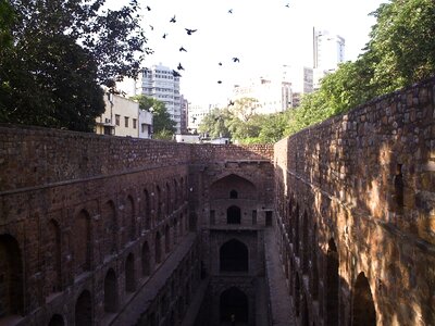 City pigeons delhi photo