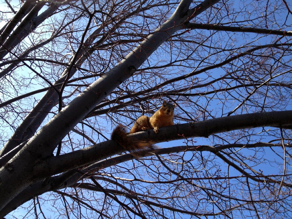 Climb tree branch