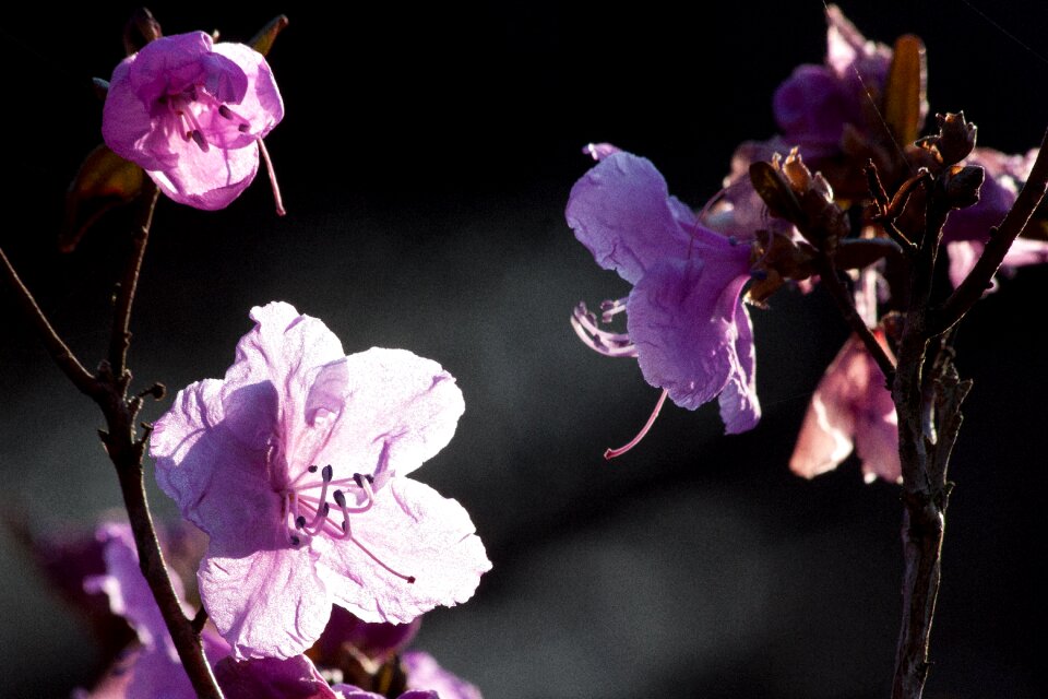 Blossom bloom flower
