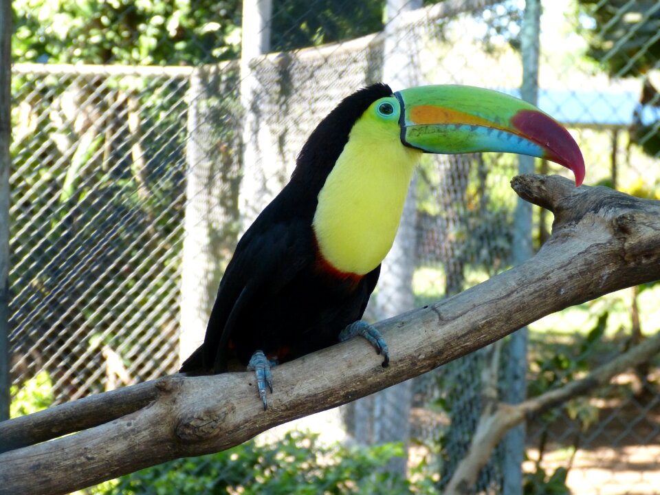 Bill colorful plumage