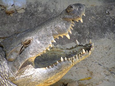 Tooth eye reptile photo