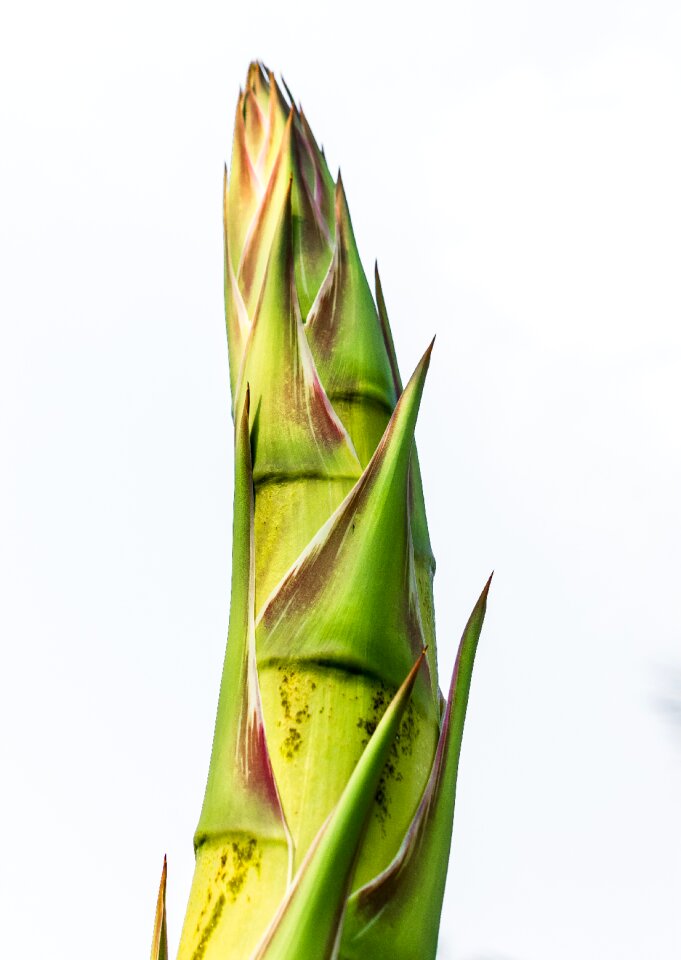 Agave root agave flower agave