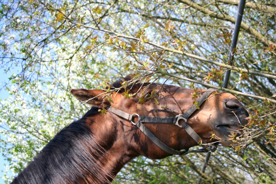 The horse tree sky