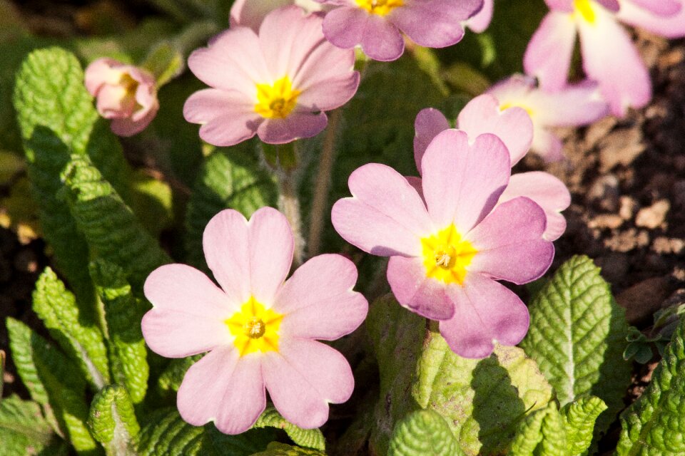 Pastellfarben genus primrose