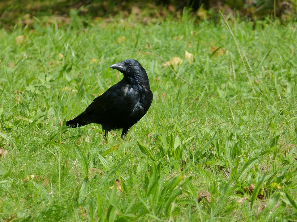 Vertebrate nature meadow