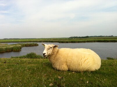 Little sheep island nature
