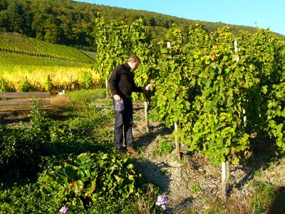 Winegrowing vines vines stock photo