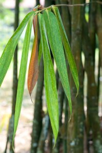 Garden nature plant