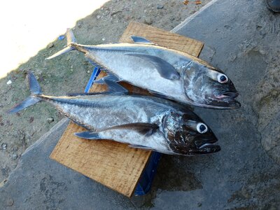 Catch fish ocean market