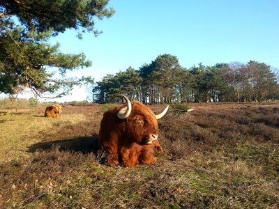 Beast scottish highlander landscape