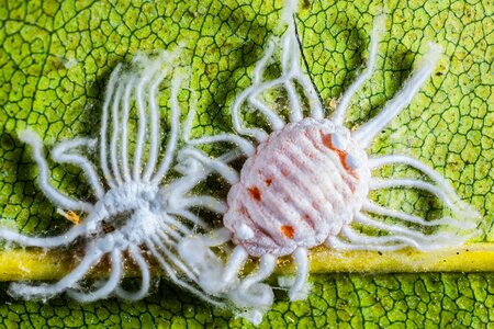 Pests journal infection macro