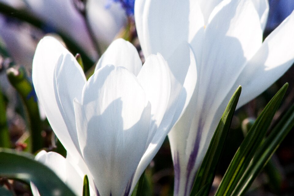 Spring crocus flowers blossom