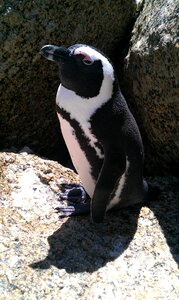 South africa penguin beach