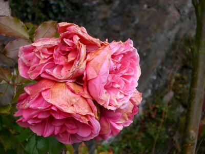 Autumn faded romance photo